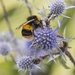 Busy Bee by shepherdmanswife