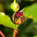Rose bud by elisasaeter