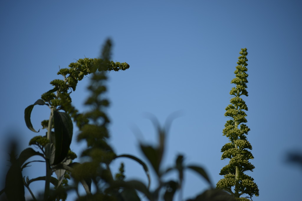 buddleia by christophercox