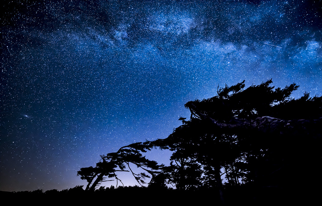 Milky Way Over Windblown Trees  by jgpittenger