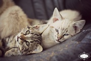 16th Aug 2015 - Kittens