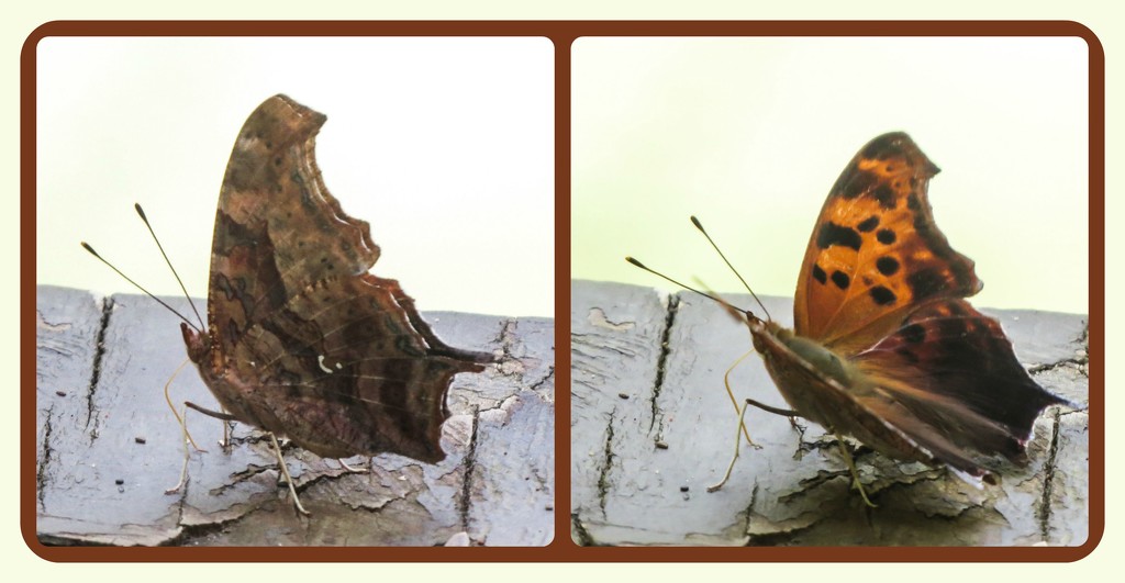 Butterfly Into Grammar! by milaniet