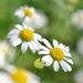 Wild Daisies by frantackaberry
