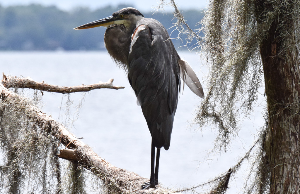 Blue Heron in Tree with Feather ajar by rickster549