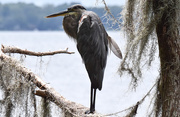 16th Aug 2015 - Blue Heron in Tree with Feather ajar