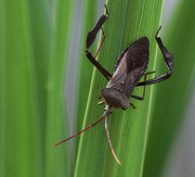 16th Aug 2015 - Brown Bug