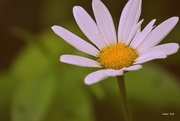 16th Aug 2015 - The Imperfect Daisy