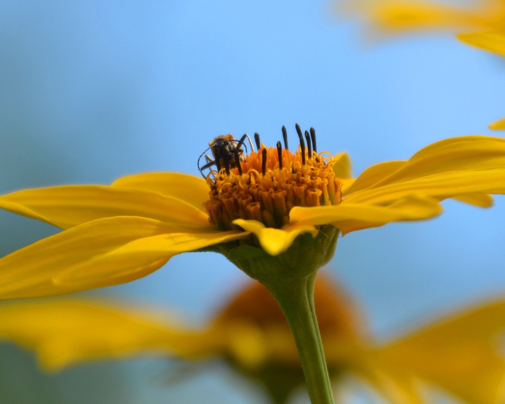Busy Bee by mariaostrowski