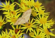 16th Aug 2015 - Yellow Shell Moth on Ragwort