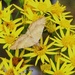Yellow Shell Moth on Ragwort by oldjosh