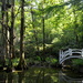 One of the bridges at Magnolia Gardens on a recent afternoon walk there. by congaree