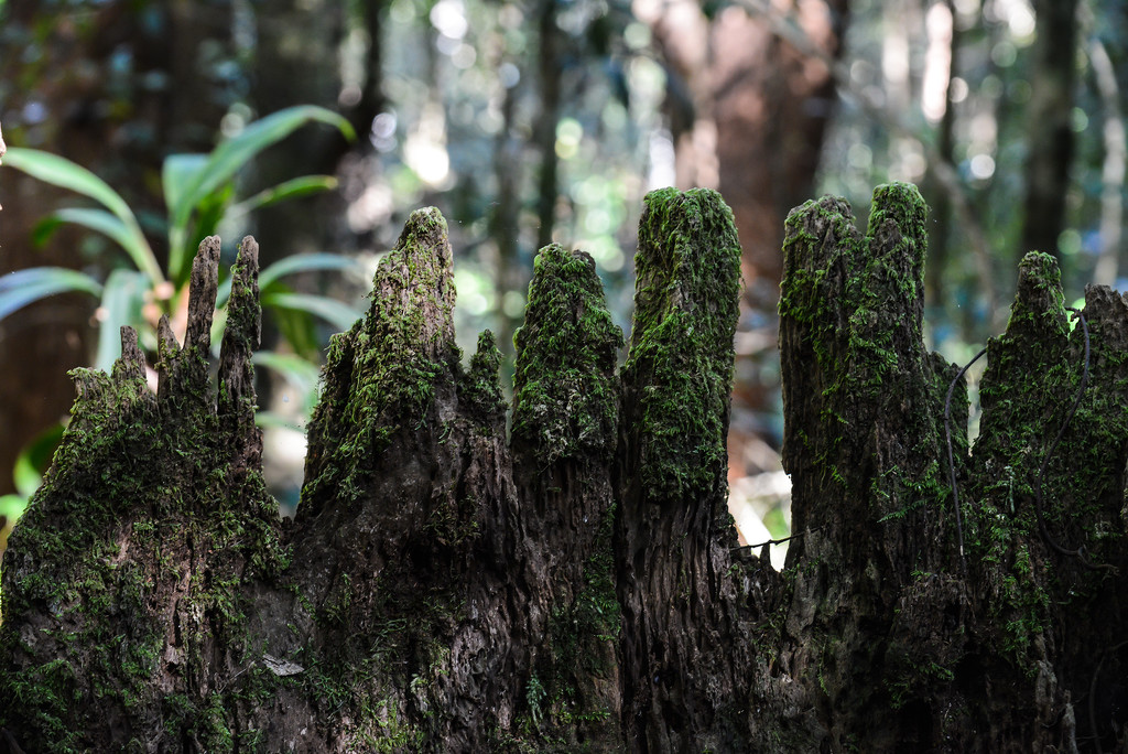 Mossy stump by jeneurell