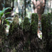 Mossy stump by jeneurell