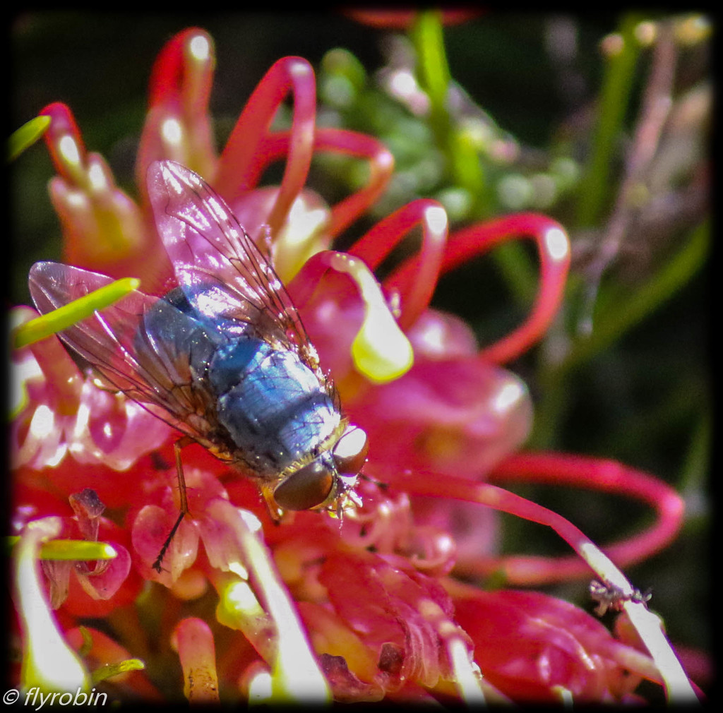 Flies like flowers too by flyrobin