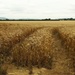 harvest field by quietpurplehaze