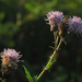 Purple wildflower by loweygrace