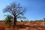 17th Aug 2015 - Colours of the Kimberley DSC_7592