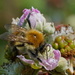 LITTLE BEE by markp