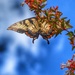 Battlefield Butterfly by khawbecker