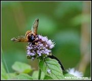 17th Aug 2015 - Insects galore