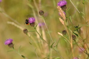 17th Aug 2015 - Thistle flowers and buds