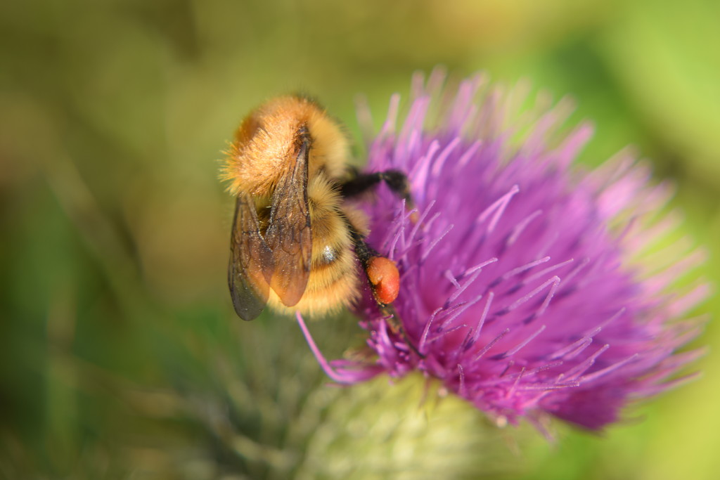 bee and thistle by christophercox