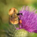 bee and thistle by christophercox