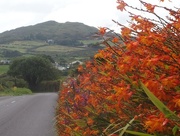 17th Aug 2015 - West Cork roadside (near Toormore, on the R591)