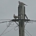 Not a crow's nest ,but a pigeon post !!!! by beryl