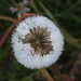 Dandelion by lifeat60degrees