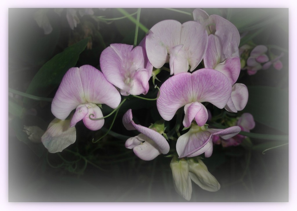 Everlasting Sweet Peas   by beryl