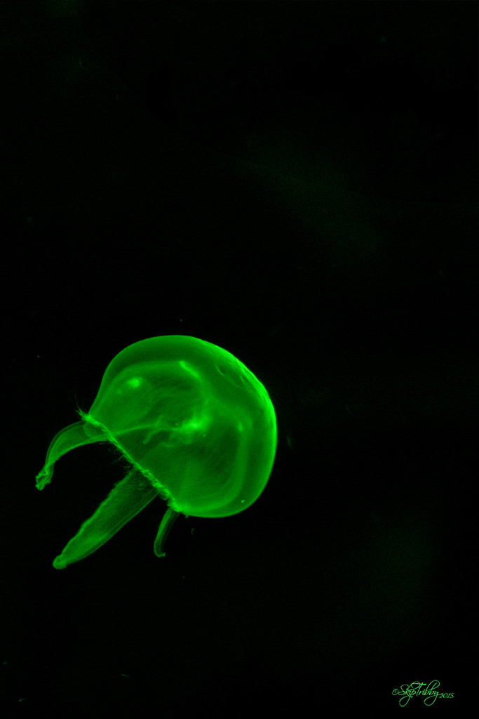 Beware of Green Jellyfish by skipt07