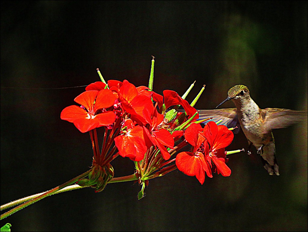 First Hummingbird Shot! by olivetreeann