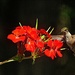 First Hummingbird Shot! by olivetreeann