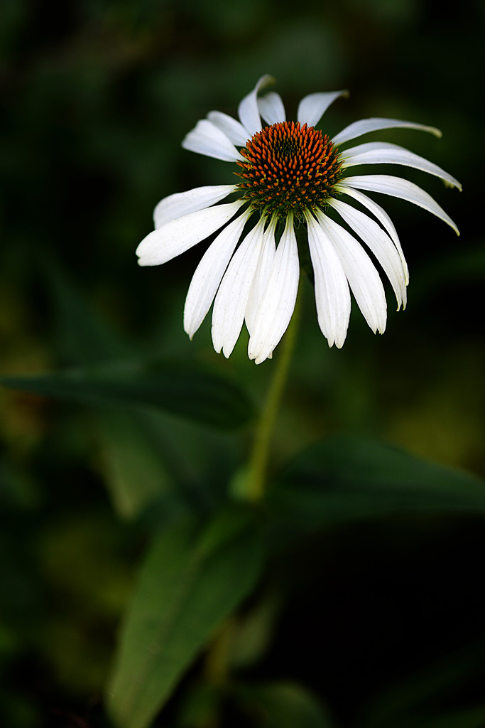 White Echinacea! by fayefaye