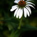 White Echinacea! by fayefaye