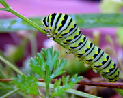 17th Aug 2015 - Swallowtail Caterpillar 1