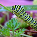 Swallowtail Caterpillar 1 by daisymiller