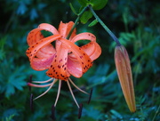 11th Aug 2015 - A Lily Bow