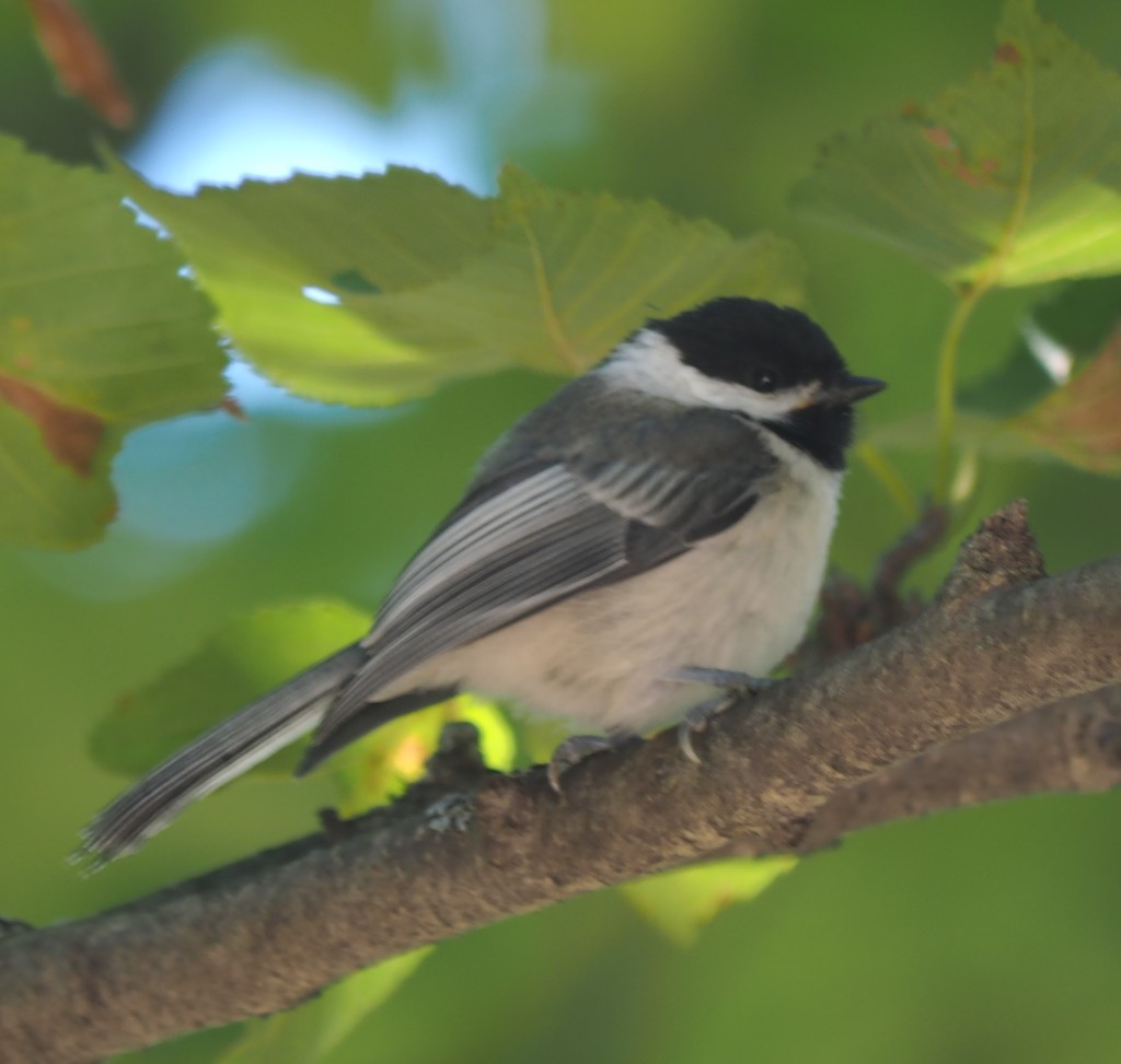 Black-capped Chickadee by selkie