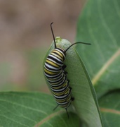 13th Aug 2015 - Monarch Caterpillar