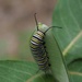 Monarch Caterpillar by selkie