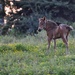 A Foal Fidgety from a Flurry of Flies by frantackaberry