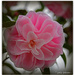 Camellia 'Congratulations' by julzmaioro
