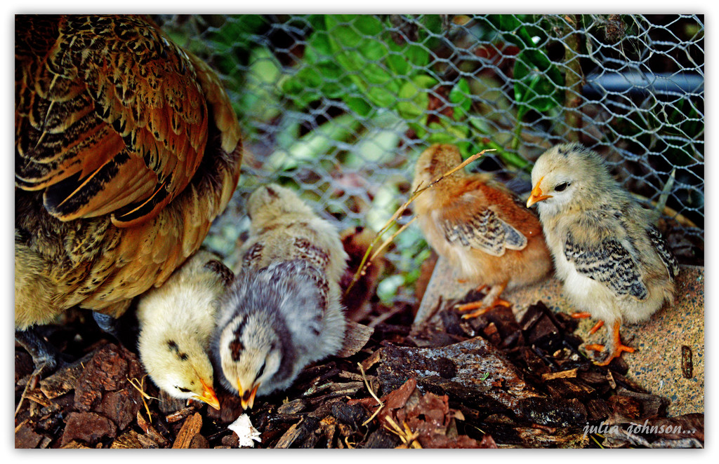 4 little Chicks.. by julzmaioro