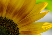 13th Aug 2015 - Sunflower