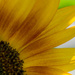 Sunflower by meemakelley