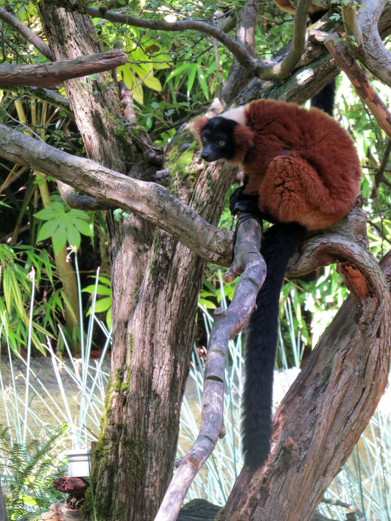 Red Ruffed Lemur by seattlite