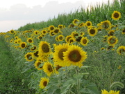 17th Aug 2015 - Sunflowers