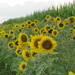 Sunflowers by julie